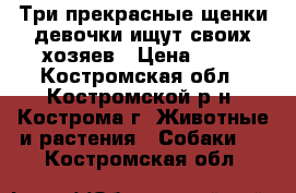 Три прекрасные щенки-девочки ищут своих хозяев › Цена ­ 10 - Костромская обл., Костромской р-н, Кострома г. Животные и растения » Собаки   . Костромская обл.